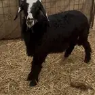 خروف طيب فل شحم