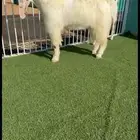 فحل تيس مصري