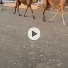 بكره حقه