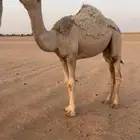 شقحا