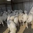 طليان حبص حريه للبيع