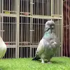 حمام لونق