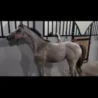 مهره شعبيه شيخه