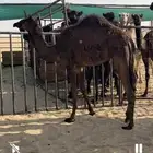 2حقايق 1مفروده للبيع غرب ابو حدريه