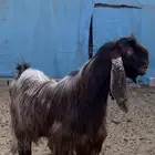 تيس قبرصي ( تم البيع )