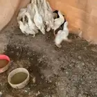 بط بكيني عمره 40 يوم خالي من الاوجاع و الأمراض وصحته ممتازه