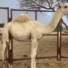 قعودمقفل