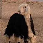 طلي نجدي