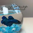 انواع الاسماك بأسعار مثاليه