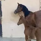فرس معها مهره شعبيه