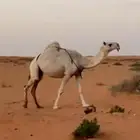 ناقه وضحى
