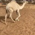 قعود تربيه ولا ذبح سمين