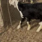 فحل نجدي جذع صنف فاخر مشروط