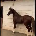 حصان شعبي كفو جدا