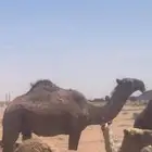 بكره صفره حقه