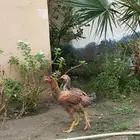دجاج باكستاني اصيل
