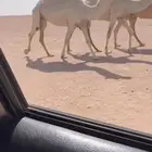 بكره ثنيه
