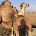 خلفة اركة عليها قعود هدية ولبنها واجد