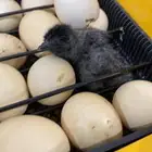 فقاسة بيض برنسي البريطانية