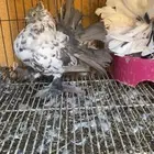 زوج رقاص هندي تايقر مستوى فوق التوب