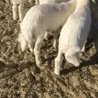 بهم فاخر