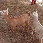 ماعز قزمي