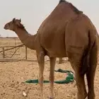 ماشالله تبارك الله بكره كفو على جميع شروط لون احمراء