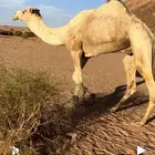 فحل هجن منتج