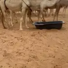 عشراء وضحى كفوو