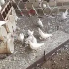 حمام فرنسي