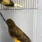 جوز كناري سوري