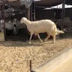 نعجه صفرا