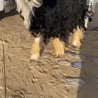 رخل نجديه تحتها رخل صنف