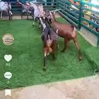 جنوبيات ربش دفيع