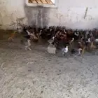 البيع دجاج بلدي الصحه شرط شرط من المرض العدد 135 دجاج