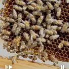 للبيع ملكة نحل بلدي ملقحة