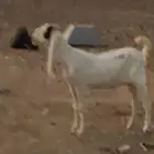 القصيم