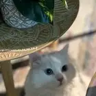 قط شيرازي للتبني