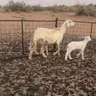 حريه سدس تحتها خروفين