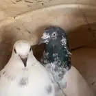 حمام باكستاني