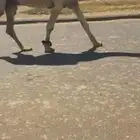بعيركفوتمامي نقبل البدل
