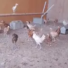 دجاج بلدي