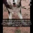 مفقود