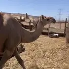 ناقه طيب وسليمه من جميع المراض