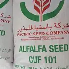 بذور برسيم