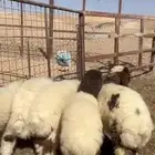 للبيع هرافى لباااني فاخر