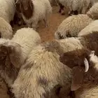 خرفان ورخال نعيم بلدي