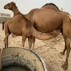 حاشي للبيع 6 اشهر على حليب امه