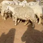 غنم حريات صنف