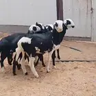 خرفان هجين نجد طيبة